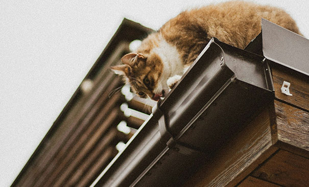 Roof fascias cleaned with professional jet washer