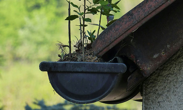 Clean gutters to prevent damp and build up